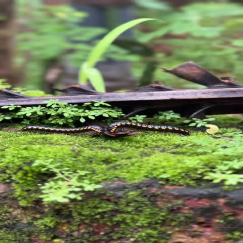 Indian black millipede resting in the dark sandy underground surrounded by plants