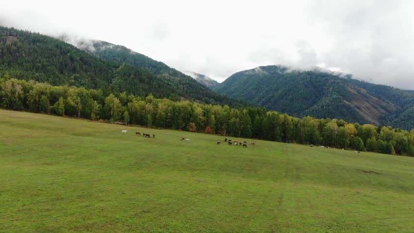 Horses herd grazes on fresh pastureland grass at highland aerial view. Purebred mares and stallions free roaming on picturesque mountain slope. Farm animals on meadow against hills on autumn day