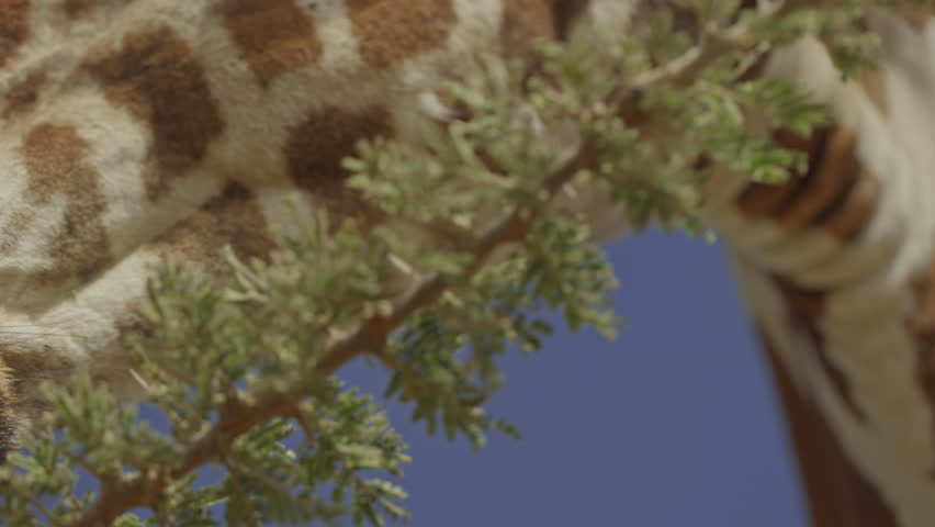 Gimbal close up of a Reticulated Giraffe