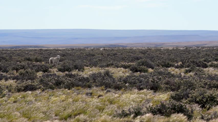 sheep in the windy patagonian landscape of Argentina