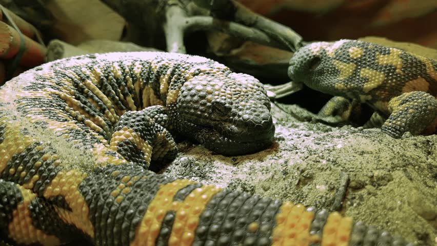 Gila monster, its scientific name is Heloderma suspectum suspectum