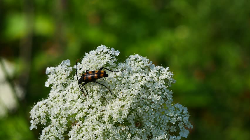 A longhorned beetle on a white flower eats nectar.