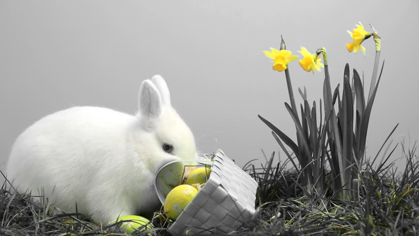 Fluffy white bunny on grey background with easter basket 