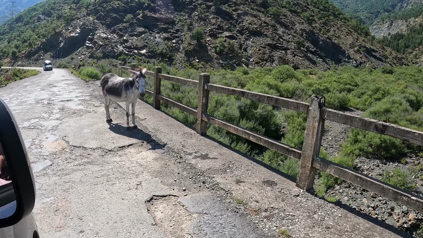 Donkey on a typical Albanian broken road view from a car