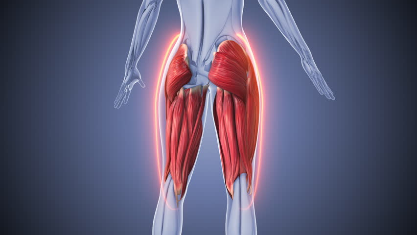 Hamstring and gluteus muscles animation