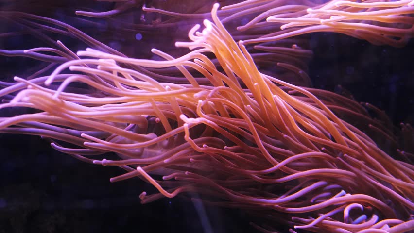 Anemones in the Sea, ocean