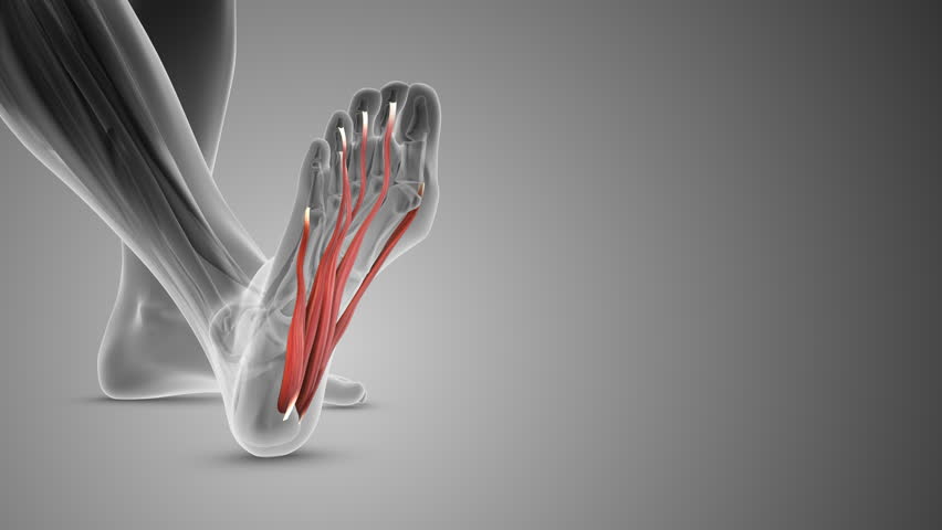 
The plantar fascia is a band of tissue