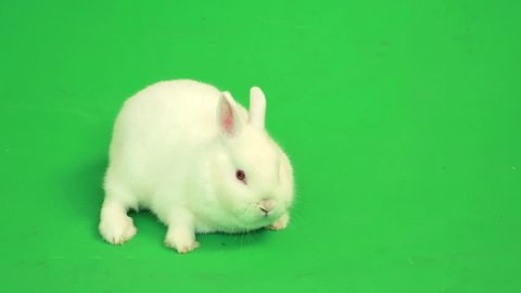 Fluffy white rabbit sniffing around  on green screen Stock Video