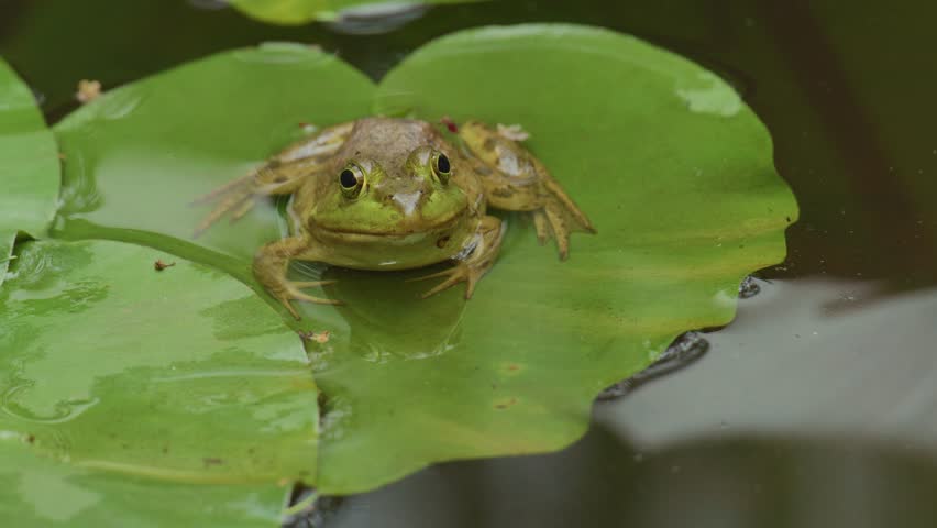 Bull frog on a lily pad