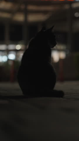 Vertical video. Cat Sitting on the Road at Night in a Busy City, It Turns and Walks Toward Me.