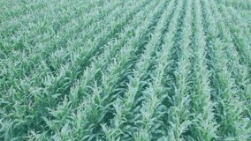 Digital data processing animation over aerial view of cornfield. Technology, agriculture, analytics, farming, drone, precision - Powered by Shutterstock - Get 15% off with code: PIKWIZARD15