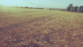 Social media interaction data animation over aerial view of wheat field. Technology, agriculture, communication, data analysis, digital, social networking - Powered by Shutterstock - Get 15% off with code: PIKWIZARD15