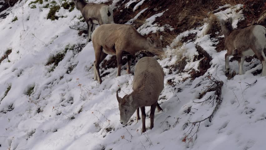 A group of Bighorn Sheep (ewe and lamb) foraging in a snowy forest in winter. Banff National Park, Alberta, Canada. Canadian Rockies.
