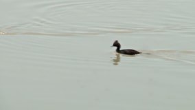 Pair of Eared Grebes foraging on the water