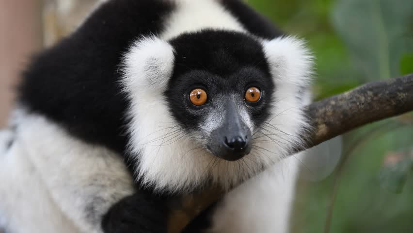 A Curious Black And White Lemur Gazes From The Trees Of Madagascar