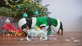 Dachshund adorned in elf costume eagerly participates in unpacking process of box. Dog playfully chews on packaging near Christmas tree - Powered by Shutterstock - Get 15% off with code: PIKWIZARD15
