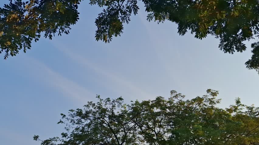 Birds flying under the tree in the morning. a big tree with birds flying around.