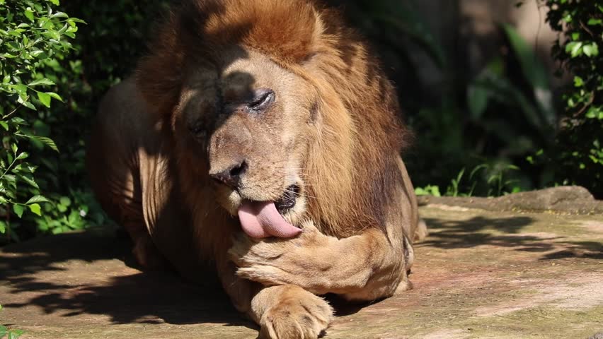 African lion licks his paw with his tongue