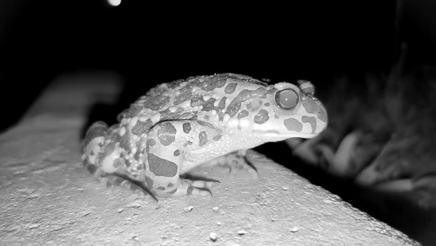 A frog at night, an infrared camera, video HD, IR camera, 30 fps