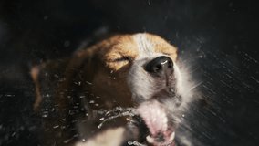 Funny thirst beagle dog catching fresh water from hosepipe. Heat at summer,puppy - Powered by Shutterstock - Get 15% off with code: PIKWIZARD15