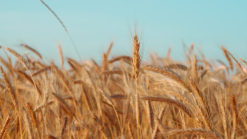 Golden spikelets ear of wheat field close up move slow motion from light breeze against bright blue sky in summer. Nature. Lens flares. Agro farm