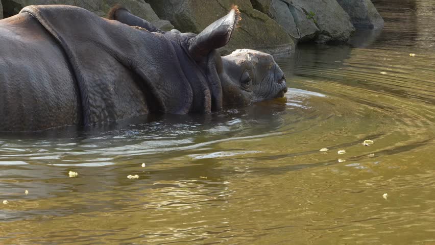 Close up of a rhino resting in a lake on a sunny day	
