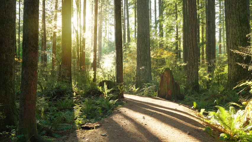 Moving through the lush green forest along the path. Stunning Canadian nature.