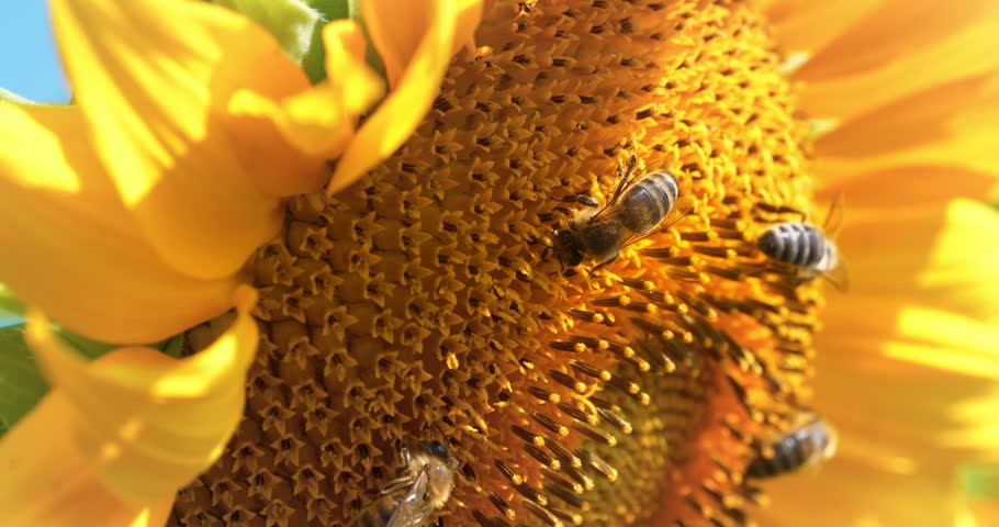Beautiful sunflower extreme close-up shot in profile with bees crawling along it. Cinema 4K 60fps video