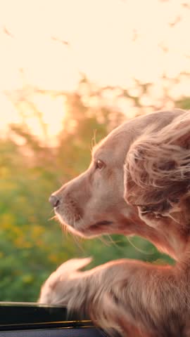 Cute dog looks out open car window, owner strokes dog with his hand. Beautiful dog is blown by wind from car window during trip. Curious puppy watches road from automobile. Travel concept with animals