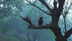 Crow Perched on the Branch of Tree in Sundar Nursery, New Delhi - Powered by Shutterstock - Get 15% off with code: PIKWIZARD15
