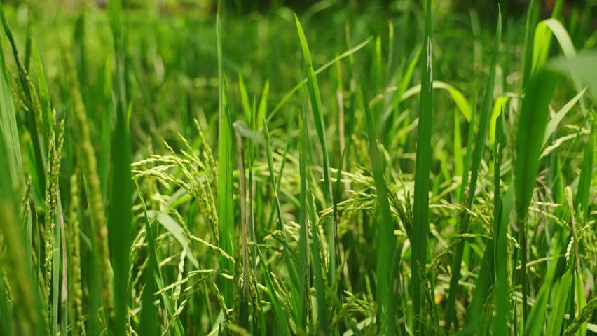 Close-up of green rice ears swaying gently in breeze on Asian farm. Sunlight filters through paddy field, stages of grain growth. Sustainable agriculture, rural farming scene in natural setting. Slomo