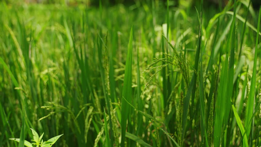 Close-up of green rice ears swaying gently in breeze on Asian farm. Sunlight filters through paddy field, stages of grain growth. Sustainable agriculture, rural farming scene in natural setting. Slomo