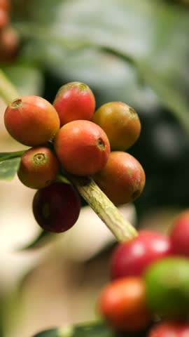 Organic Red Ripe Coffee Beans Berries on a Tree Branch at Orgnic Mountain Plantation Farm High Quality 4K Slowmotion Agriculture Concept Vertical Footage, Northern Thailand.