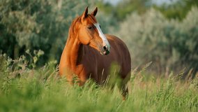 A chestnut horse with a white blaze stands in a field of tall green grass, its head turned towards the camera. - Powered by Shutterstock - Get 15% off with code: PIKWIZARD15