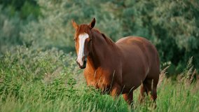 A chestnut horse with a white blaze on its face stands still in a lush meadow of green grass. - Powered by Shutterstock - Get 15% off with code: PIKWIZARD15