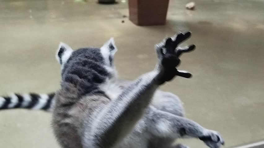A funny king lemur cleans its paws.