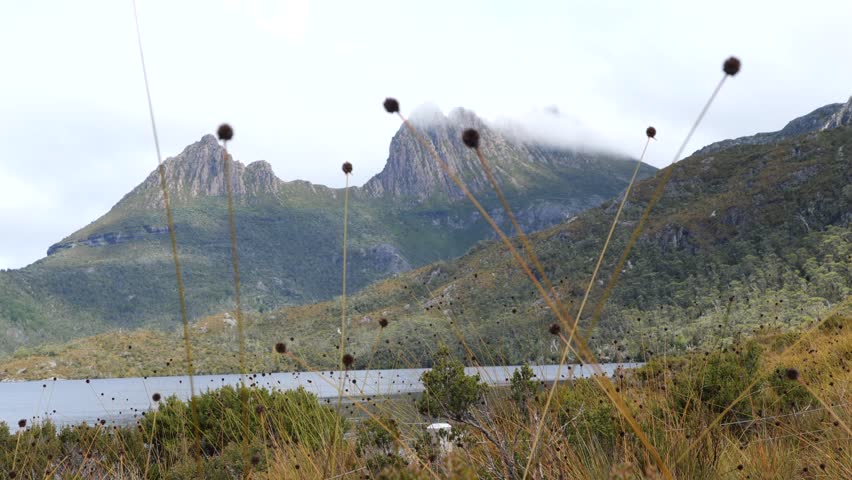 Scenery shot of Dove Lake in Cradle Mountain National Park with high grass in the foreground and big mountains in the background. Wind moving straws in front of the camera and clouds above mountains. 