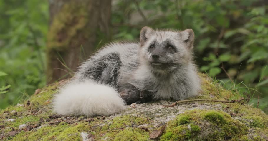 Arctic fox (Vulpes lagopus) also known as the white fox, polar fox, or snow fox. Lives in to the Arctic regions of the Northern Hemisphere and common throughout the Arctic tundra.