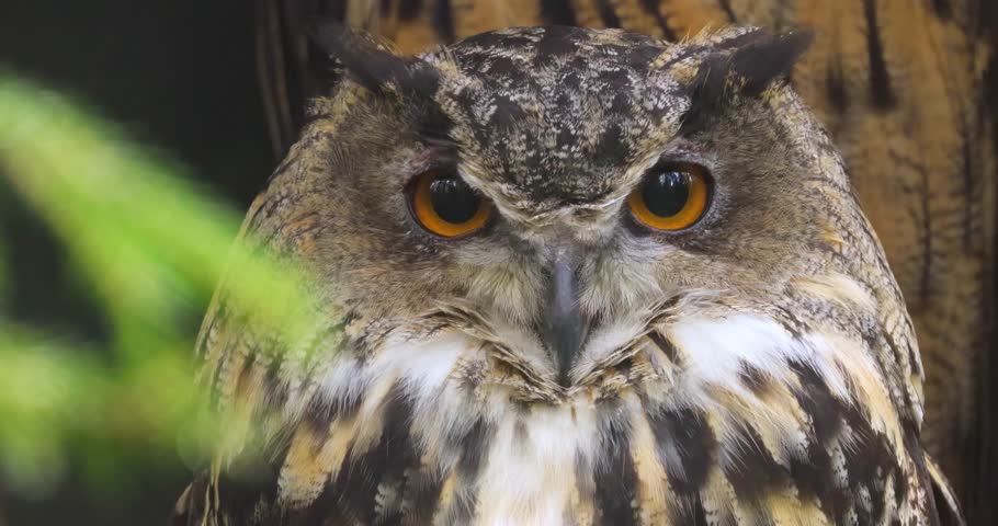 Eurasian eagle-owl (Bubo bubo) close-up.