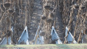 View from the cabin of an agricultural combine harvester on the field during sunflower harvesting - Powered by Shutterstock - Get 15% off with code: PIKWIZARD15
