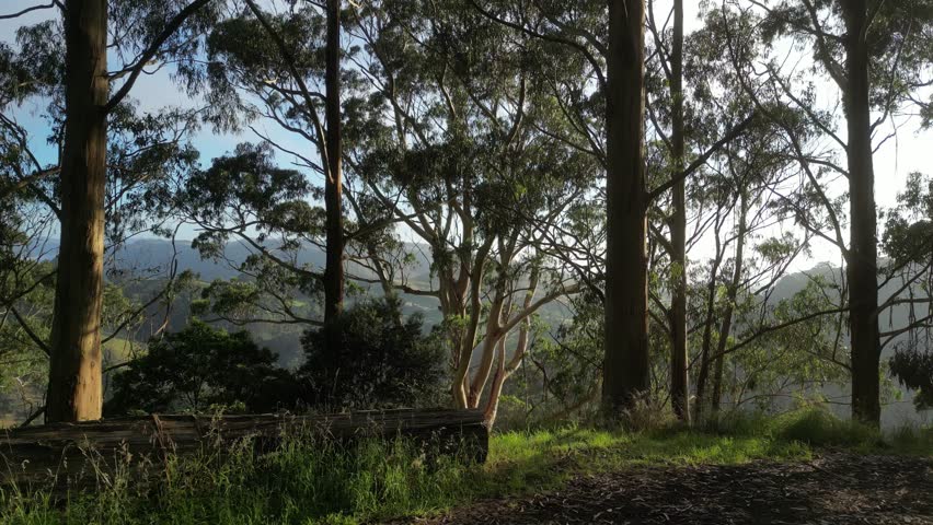 Pov walk in green National park of Otway with sunlight behind mountains. Green idyllic landscape of Australia in the morning.