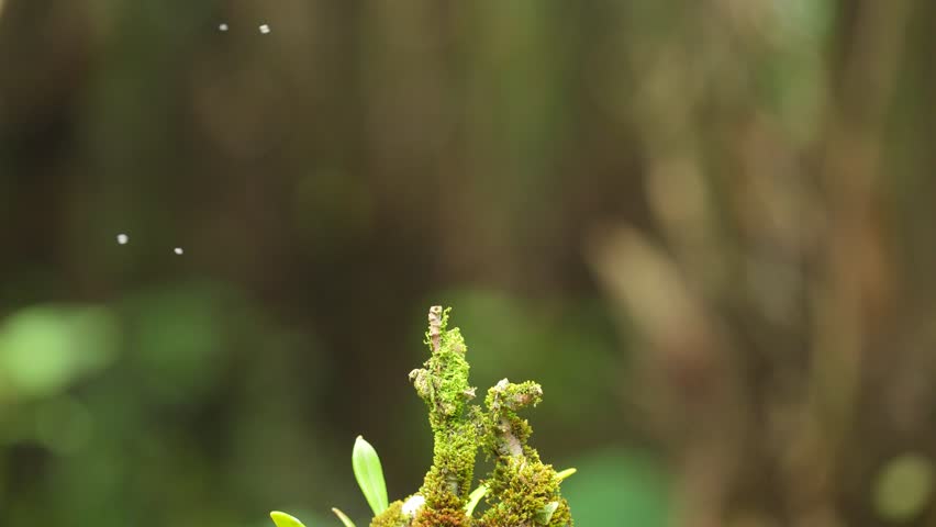 the Blue-eared kingfisher jumps from the pool onto a mossy tree and then dives back down