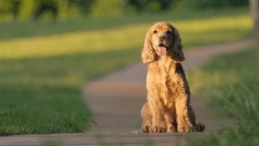 Pretty Dog English Cocker Spaniel Sits On Path In Park. Pet Dog On Walk Outdoors - Powered by Shutterstock - Get 15% off with code: PIKWIZARD15