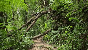 POV walking forward across fallen tree trunk on dirt path in rainforest. Hiking trail through lush foliage forest. Tropical jungle full of trees, dense thicket - Powered by Shutterstock - Get 15% off with code: PIKWIZARD15