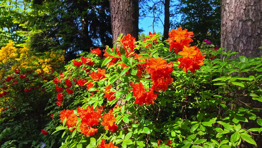Lush Azalea Plant With Red Blossoming Flowers. Zoom In Shot