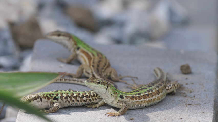 Family of Italian wall lizards (Podarcis siculus) on a stone