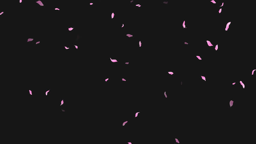 Loop Flying Sakura on Transparent Background. Blossom. Cherry. Alpha Channel