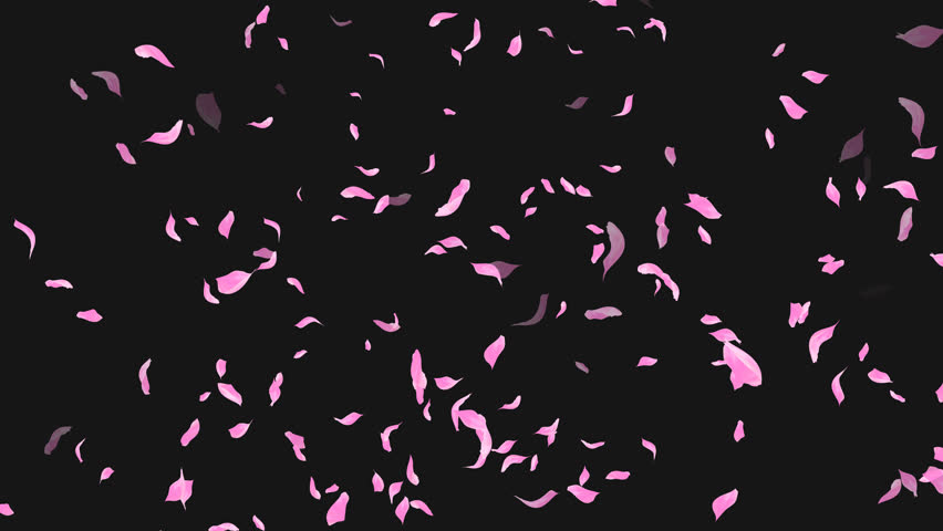 Loop Flying Sakura on Transparent Background. Blossom. Cherry. Alpha Channel