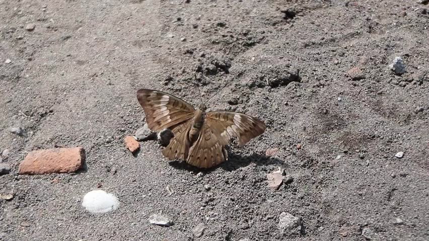 Torn-winged brown butterfly. BALCK BUTTERFLY