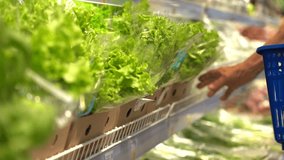 Mature man picks out a bunch of lettuce in a supermarket close-up. Pensioner during shopping - Powered by Shutterstock - Get 15% off with code: PIKWIZARD15